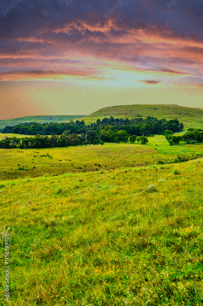 Vertical view of a grass field on a slope with a tree forest on the hill, Wakkerstroom, Mpumalanga, South Africa