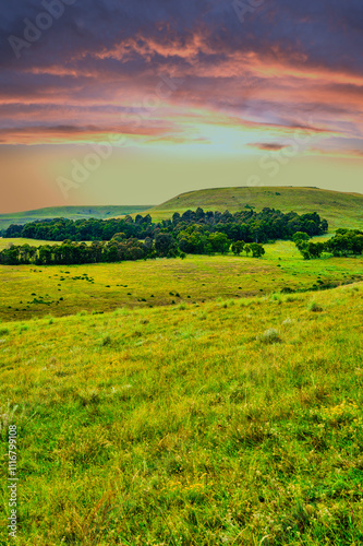 Vertical view of a grass field on a slope with a tree forest on the hill, Wakkerstroom, Mpumalanga, South Africa photo