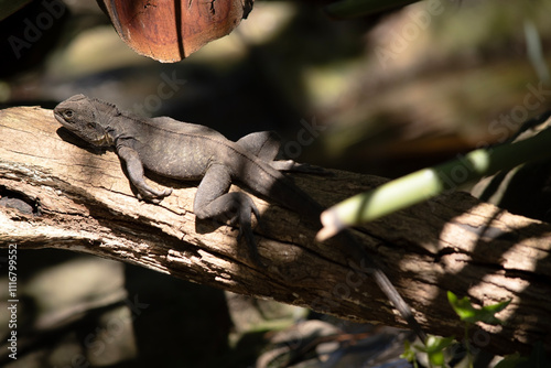 the water dragon is resting on a log photo