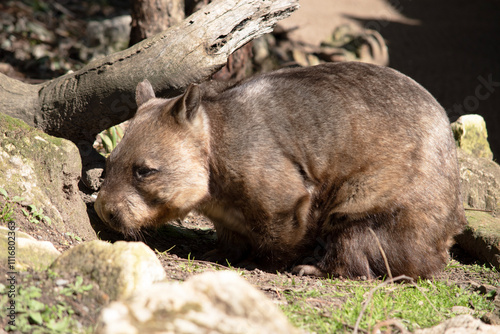 this is a side view of a hairy nosed wombat