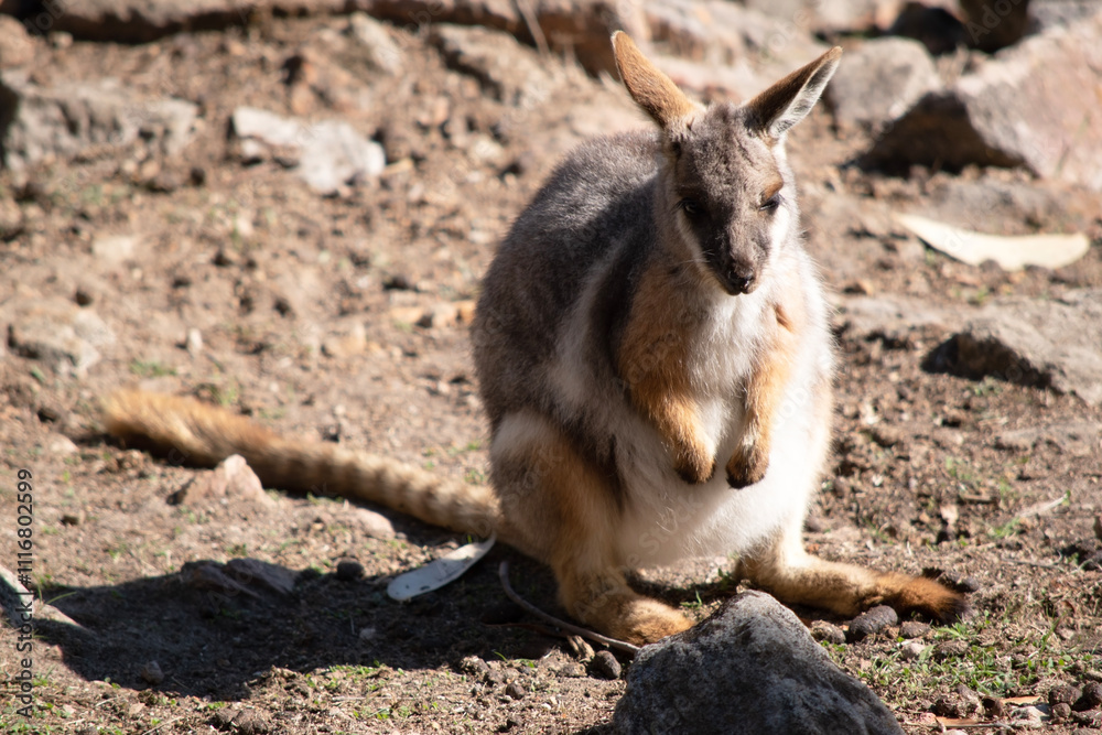 The Yellow-footed Rock-wallaby is brightly coloured with a white cheek stripe The Yellow-footed Rock-wallaby is brightly coloured with a white cheek stripe