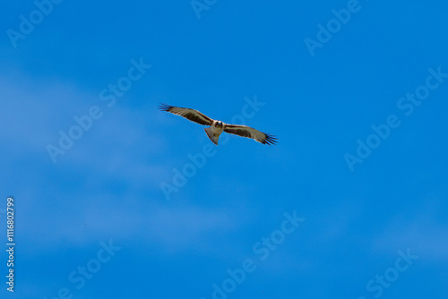 A Little Eagle flying in the Blue Sky photo