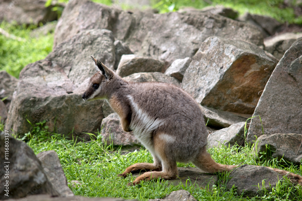 Naklejka premium the yellow footed rock wallaby has a grey body with a white chest tan legs and a long tan and black tail