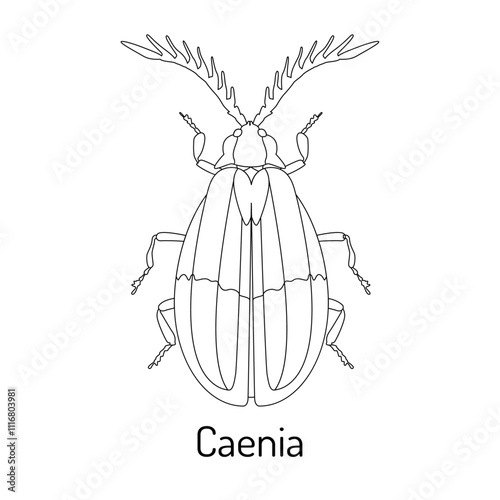 Elegant line art of Caenia beetle with intricate antennae details. Ideal for educational materials, entomology projects, natural science illustrations, and vector art enthusiasts.