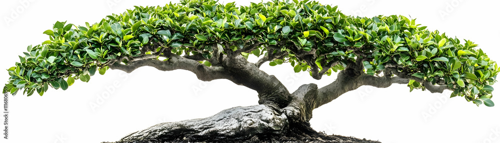Fototapeta premium Lush Green Bonsai Tree Photo - Isolated on White Background