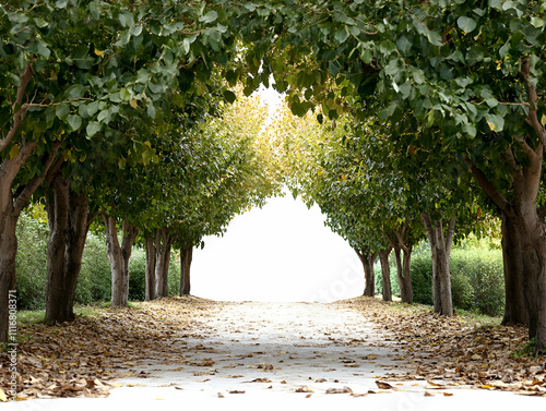 Autumnal Tree Lined Pathway Illustration Background Image photo