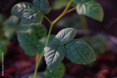 Blackberry leaves, Rubus fructicosa photo