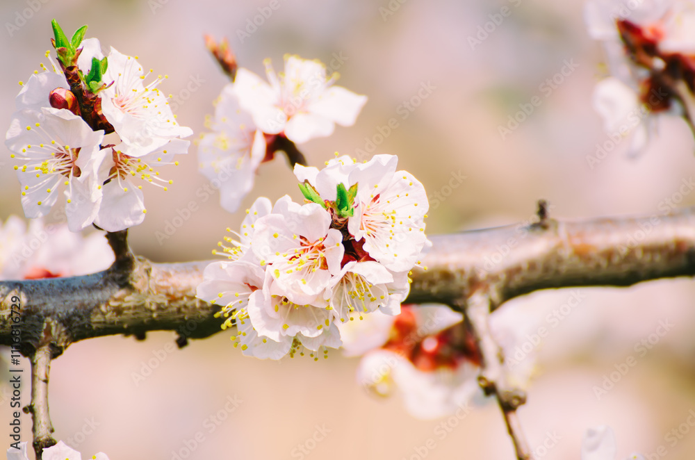 Obraz premium Apricot tree blossoms