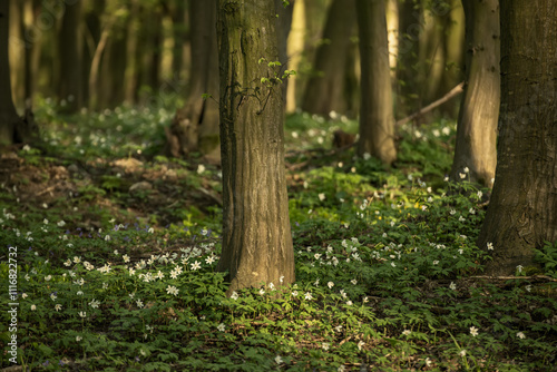 Flowering green forest with white flowers, spring nature background