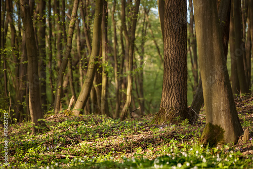 Flowering green forest with white flowers, spring nature background