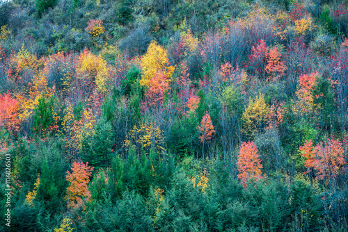 Abstract autumn colours