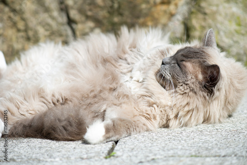 Ragdoll Katze genießt die Sonne auf der Terrasse photo