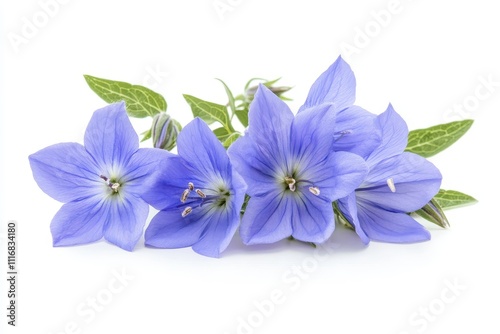 White background featuring isolated bellflower Platycodon grandiflorus photo