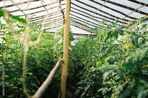 Inside greenhouse filled with tall growing vegetable plants. photo