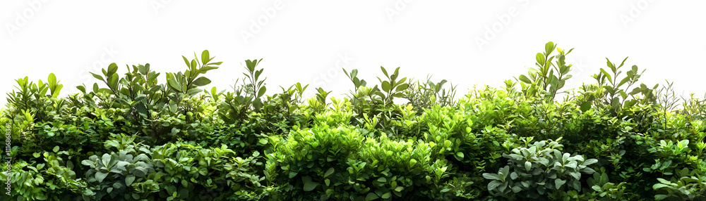 Lush Green Foliage Illustration: A Vibrant Border of Green Leaves Lush Green Foliage Illustration: A Vibrant Border of Green Leaves