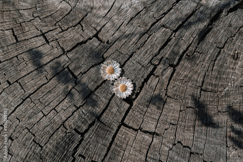 Two small daisies resting on rustic cracked wooden stump photo