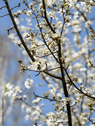 Plum flowers