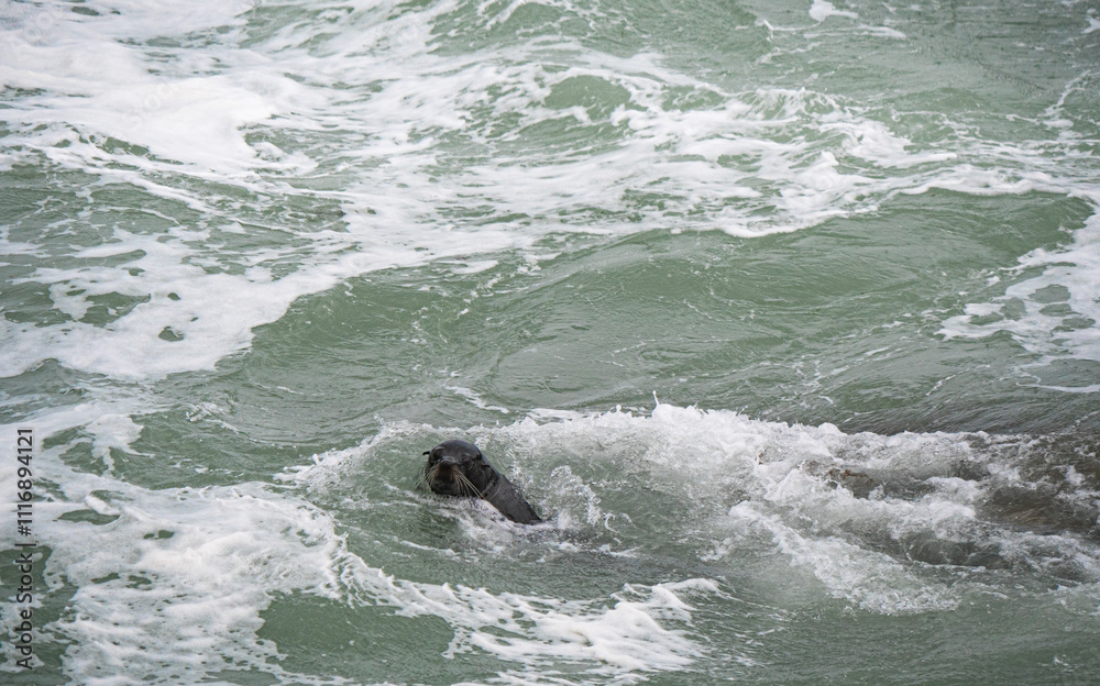 Fototapeta premium Seal in the water ocean rough new zealand swimming