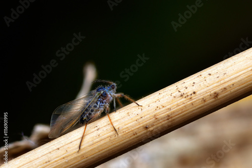 Canvas-taulu willow aphid on a dry stem
