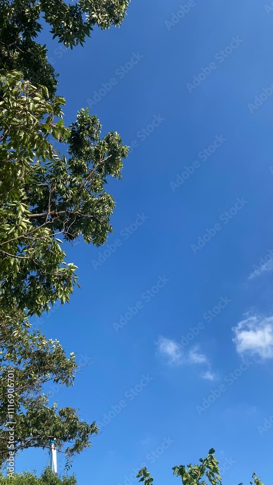 Obraz premium sky and trees