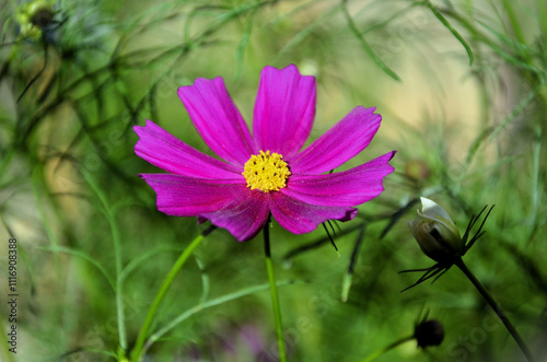 Pink Cosmos crithmifolius kunth flower in the backyard on a sunny day photo