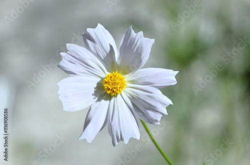 The beautiful white flowers of Cosmos diversifolius Otto ex Otto in the backyard photo