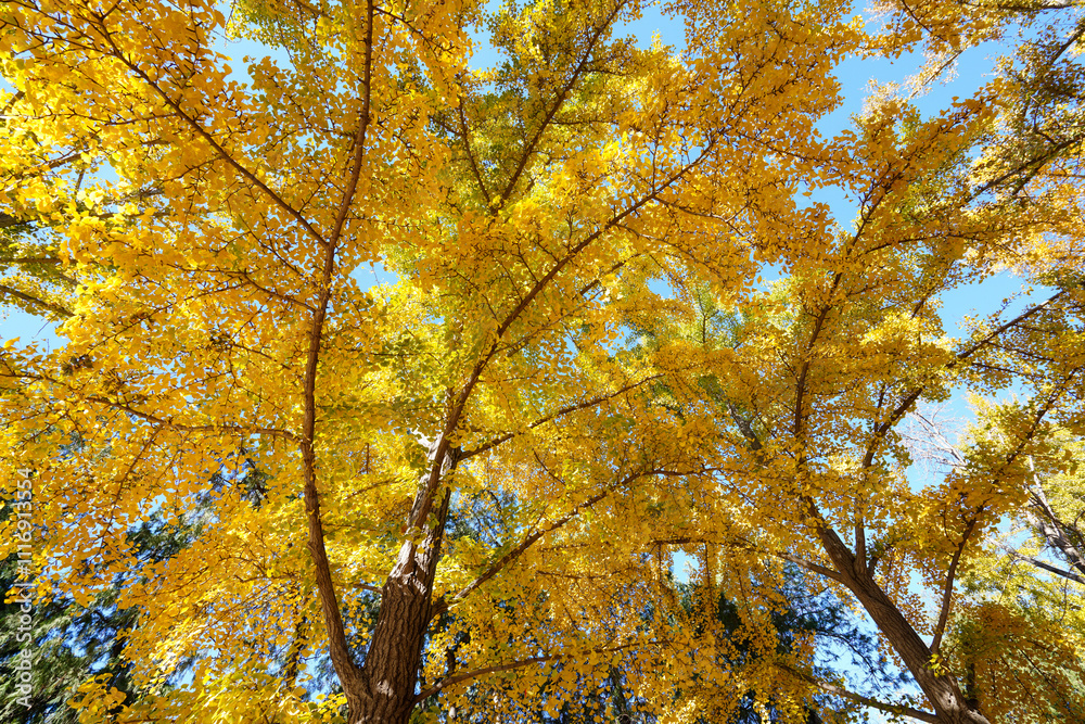 Golden Ginkgo Leaves in Beijing Ditan Park Golden Ginkgo Leaves in Beijing Ditan Park