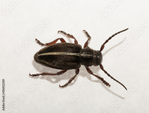 Dorcadion tauricum is a species of beetle in the family Cerambycidae. photo