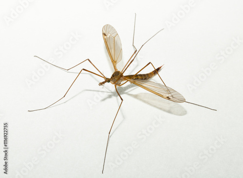 Tipulidae is a family of large crane flies in the order Diptera. Tipula luteipennis photo