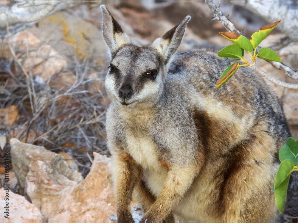 Black-flanked Rock Wallaby (Petrogale lateralis) in Australia Black-flanked Rock Wallaby (Petrogale lateralis) in Australia