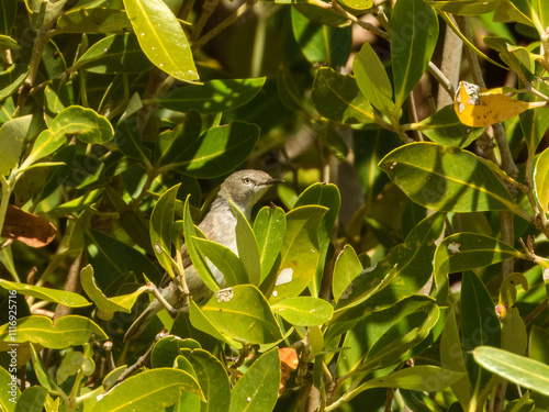 Dusky Gerygone (Gerygone tenebrosa) in Australia photo