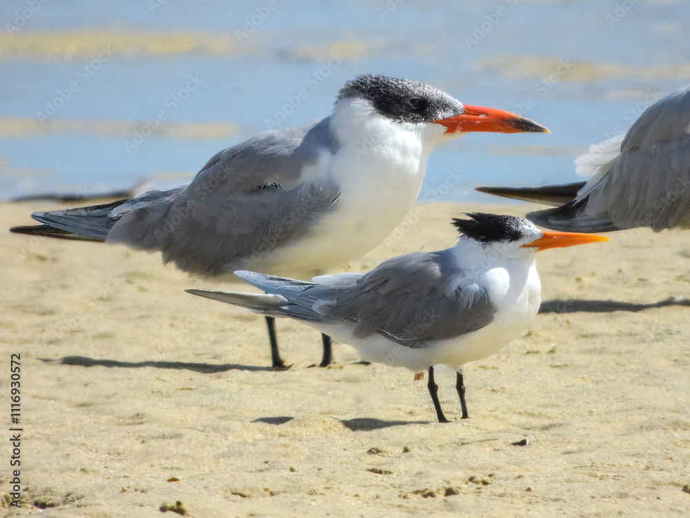 Fototapeta premium Lesser Crested Tern (Sterna bengalensis) in Australia 