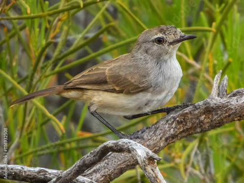 Redthroat (Pyrrholaemus brunneus) in Australia photo