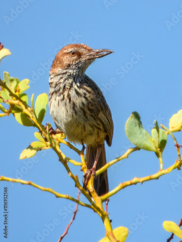 Rufous Fieldwren (Calamanthus campestris) in Australia photo