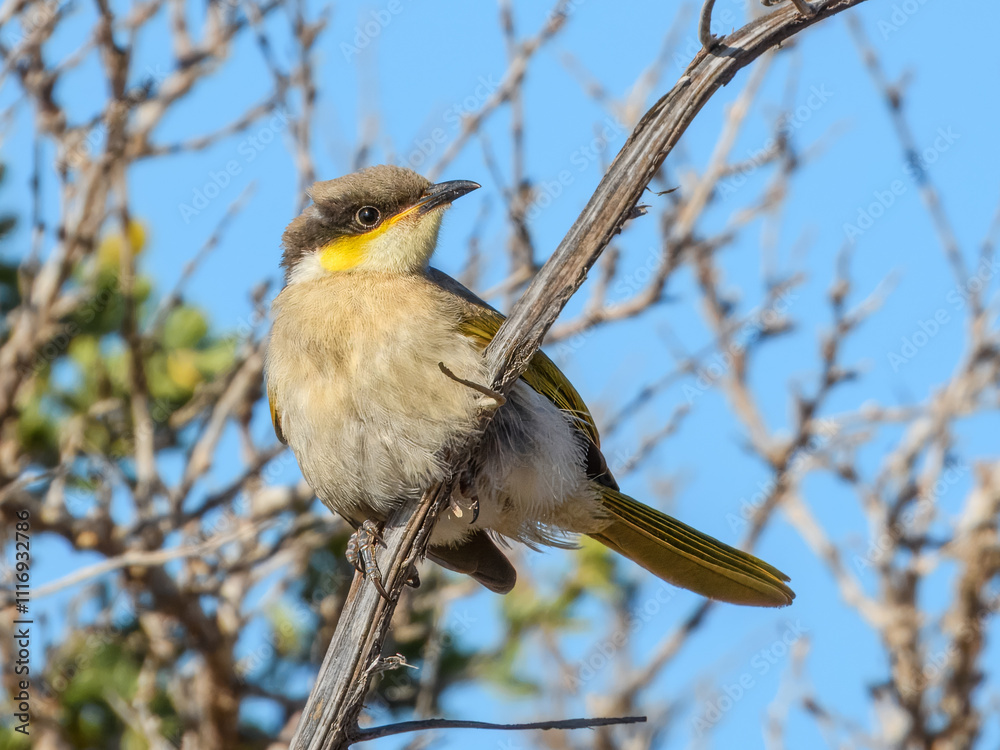 Singing Honeyeater (Lichenostomus virescens) in Australia Singing Honeyeater (Lichenostomus virescens) in Australia
