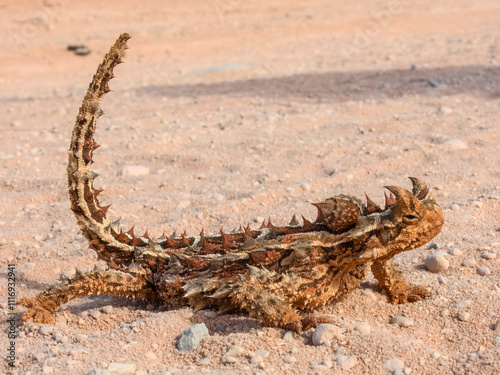 Thorny Devil (Moloch horridus) in Australia photo