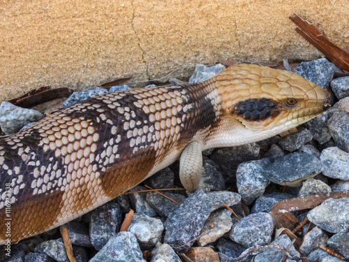 Western Bluetongue Lizard (Tiliqua occipitalis) in Australia photo