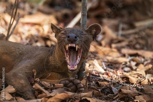 Fossa Resting in Natural Habitat Among Dry Leaves and Trees, Kirindy Mitea National Park, Madagascar photo