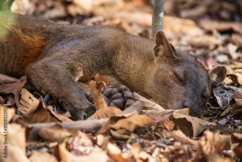 Fossa Resting in Natural Habitat Among Dry Leaves and Trees, Kirindy Mitea National Park, Madagascar photo