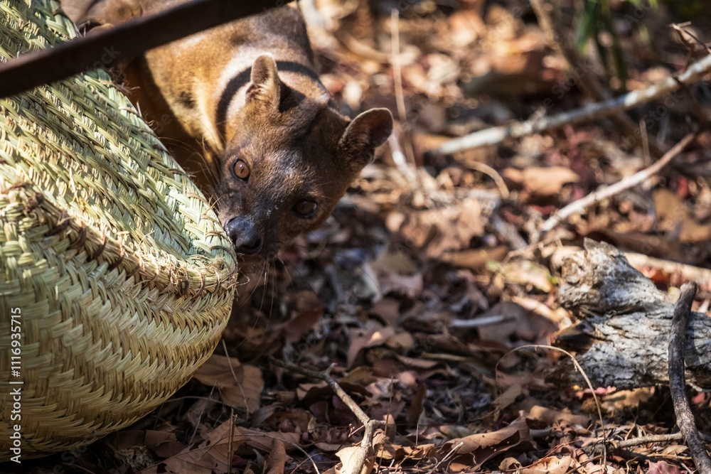 Obraz premium A Young Fossa in Natural Habitat Among Dry Leaves and Trees, Kirindy Mitea National Park, Madagascar