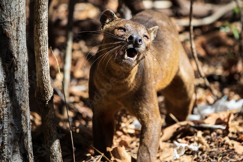 Fossa in Natural Habitat Among Dry Leaves and Trees, Kirindy Mitea National Park, Madagascar