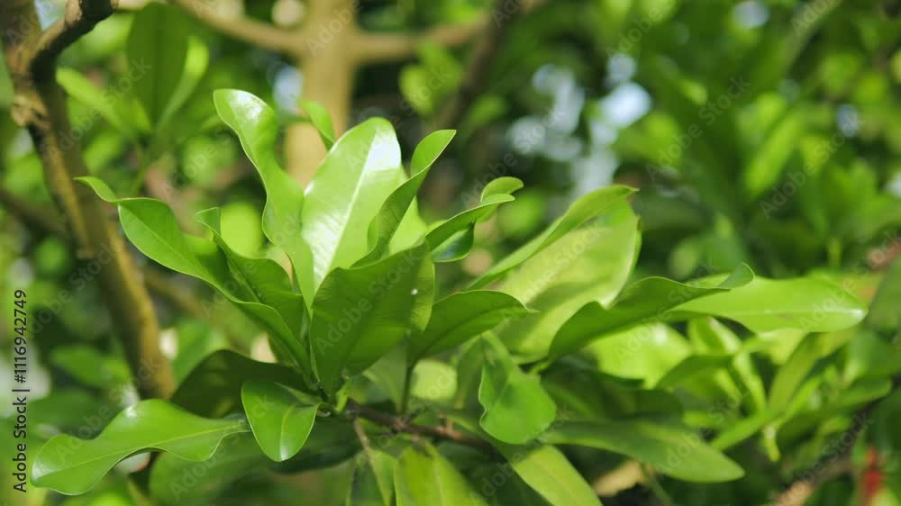 Vibrant and Lush Green Leaves Flourishing in a Natural and Serene Outdoor Setting, Full of Life Vibrant and Lush Green Leaves Flourishing in a Natural and Serene Outdoor Setting, Full of Life