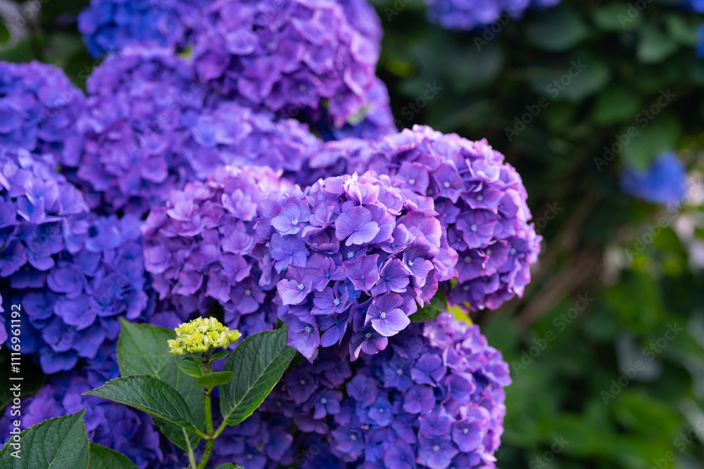 Hydrangeas. Flower in bloom. Flowers in bloom. Hydrangeas blooming in garden. Hydrangea or Hortensia flower. Hydrangea flowers. bush of hydrangea. Natural background. Hydrangeas. Flower in bloom. Flowers in bloom. Hydrangeas blooming in garden. Hydrangea or Hortensia flower. Hydrangea flowers. bush of hydrangea. Natural background.