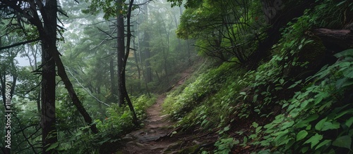 Mysterious Forest Path Through Foggy Woods