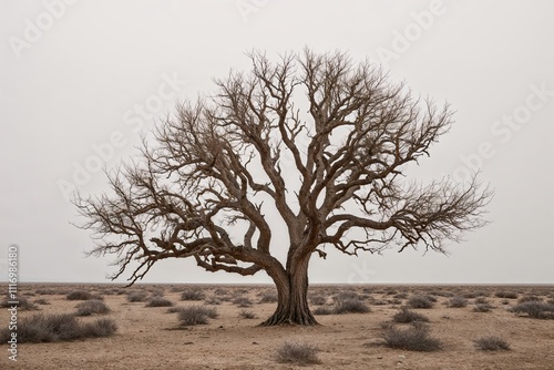 Lonely Ancient Tree Against Bright White Background