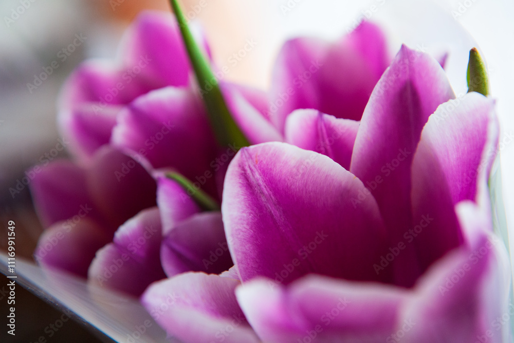 Fototapeta premium Lilac petals of spring tulips are photographed close-up for a postcard, greeting, poster.