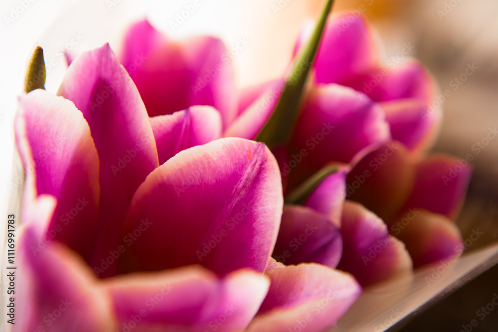 Obraz premium Lilac petals of spring tulips are photographed close-up for a postcard, greeting, poster.