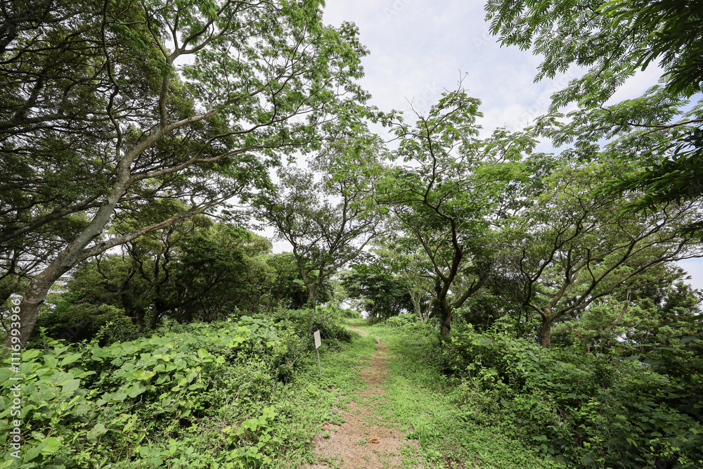 산 정상을 올라가는 숲 길 제주 제주시 봉개동 안세미오름 산 정상을 올라가는 숲 길 제주 제주시 봉개동 안세미오름