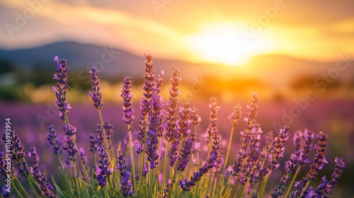 Sunset field of lavender flowers in the French countryside. Stock photo photo