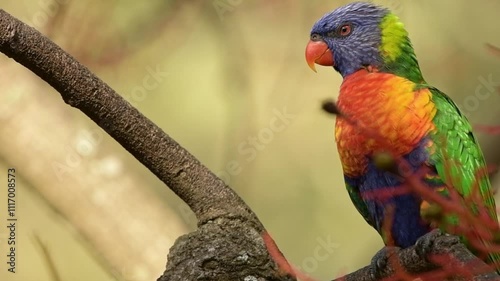 The rainbow lorikeet is a species of parrot found in Australia. It is common along the eastern seaboard, from northern Queensland to South Australia.